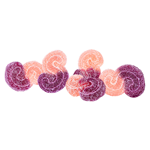 Spinach - Tropical Triple Berry 2:1 Soft Chews - Hybrid - 5 Pack